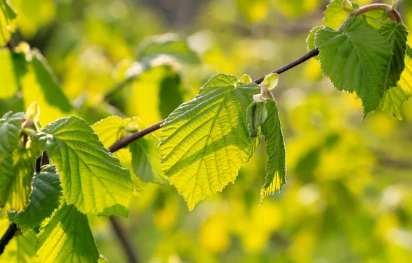 Spring, leaf, twig
