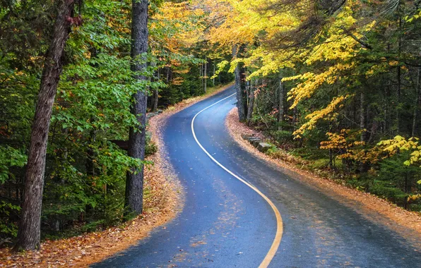 Картинка forest, road, nature, autumn
