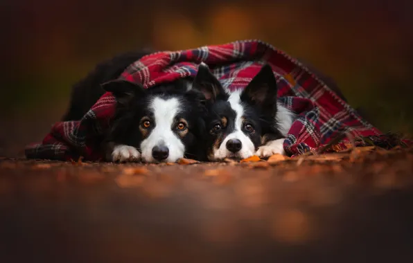 Картинка осень, собаки, две, шарф, пара, друзья