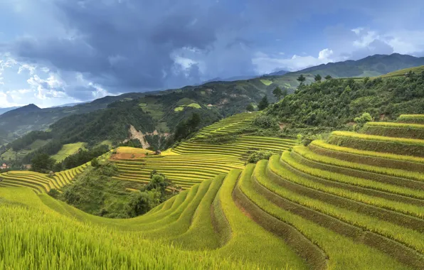 Горы, склон, Вьетнам, рисовые плантации