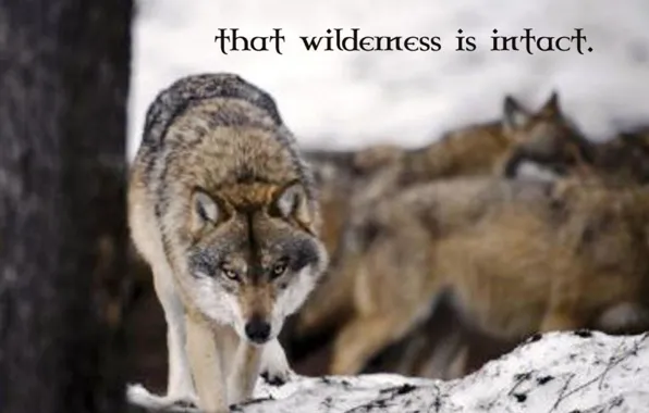 Картинка nature, predator, animal, wolf, quotes, wildlife, portrait, portrait.