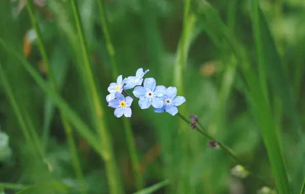Картинка цветок, лепестки, голубые
