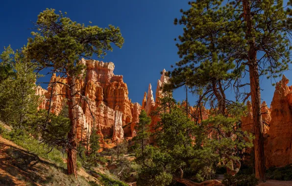 Деревья, сосны, Юта, Брайс-Каньон, Utah, Bryce Canyon National Park, Национальный парк Брайс-Каньон, Bryce Canyon