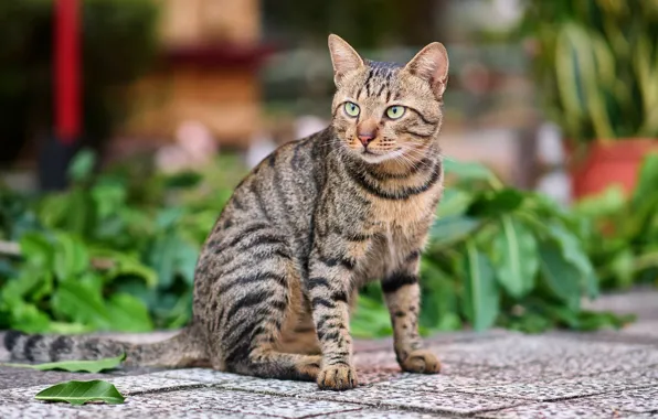 Кошка, кот, взгляд, морда, листья, поза, плитка, сад