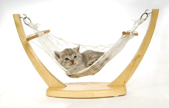 Кошка, котенок, отдых, малыш, гамак, белый фон, лежит, игрушечный