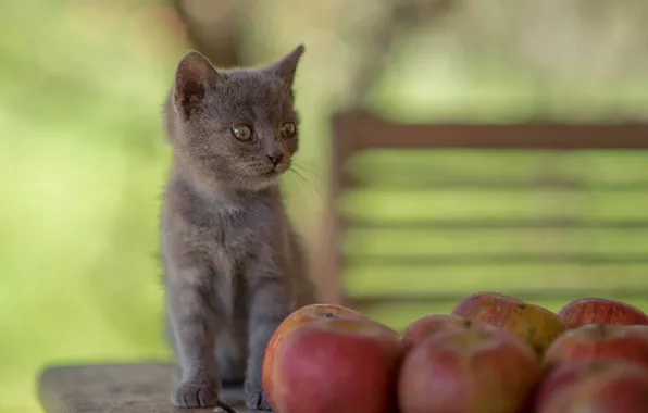 Картинка серый, яблоки, малыш, котёнок, боке