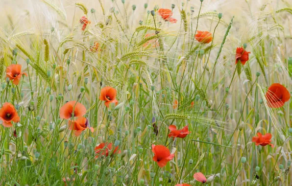 Картинка цветы, Франция, маки, пшеничное поле