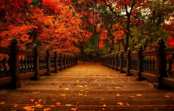 Картинка осень, листья, деревья, природа, парк, аллея, trees, nature