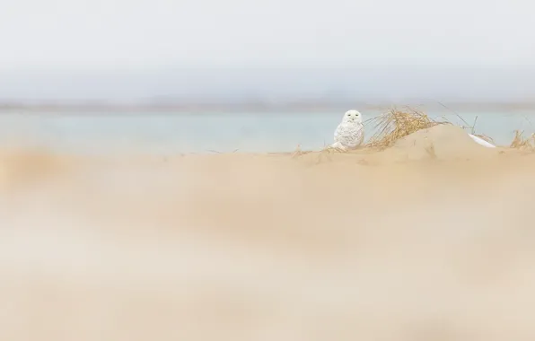 Природа, сова, птица, дюны