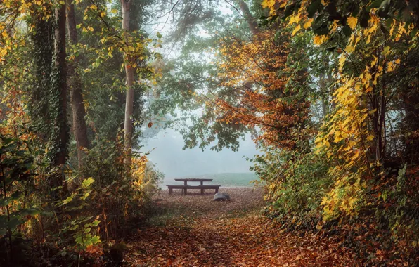 Картинка осень, деревья, пейзаж, природа, туман, стол, утро, аллея