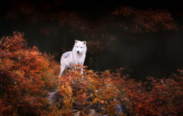 Картинка nature, predator, animal, wolf, wildlife, portrait, portrait., Canis lupus. face