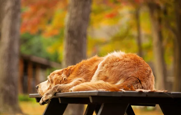Картинка осень, деревья, природа, стол, собака, лежит, золотистый, ретривер