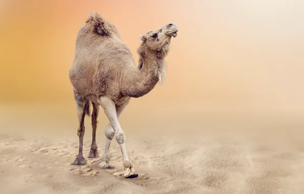 Картинка песок, пустыня, боке, Верблюд