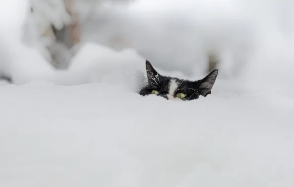 Зима, кошка, кот, взгляд, морда, снег, черно-белый, в снегу