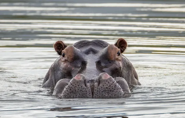 Вода, природа, бегемот