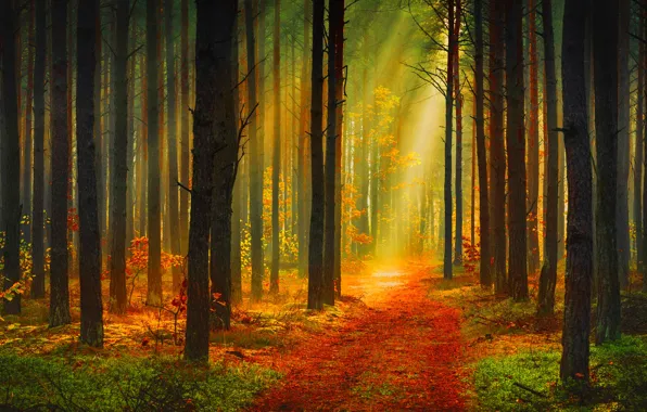 Картинка осень, лес, деревья, лучи солнца, тропинка
