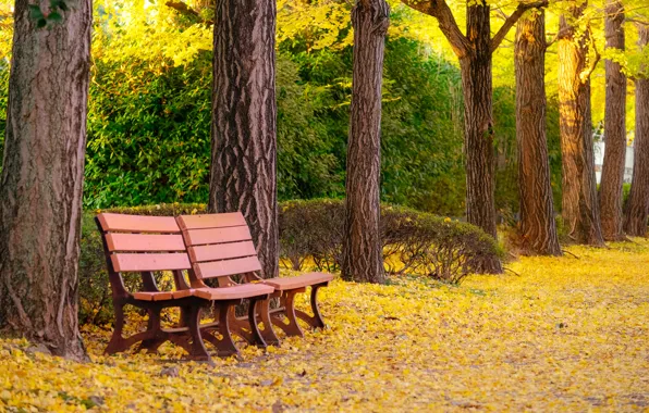 Осень, листья, деревья, скамейка, парк, park, autumn, leaves