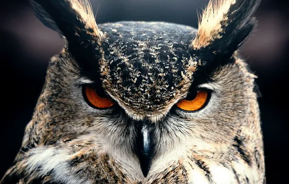 Close-up, animal themes, animals in the wild, one animal, animal wildlife, .owl