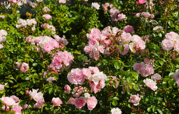 Flower, pink, roses
