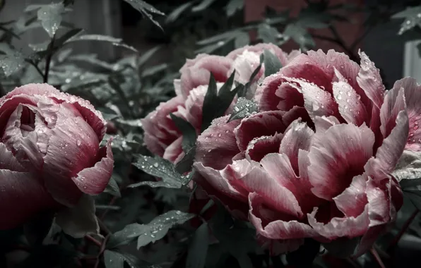 Цветы, природа, фон