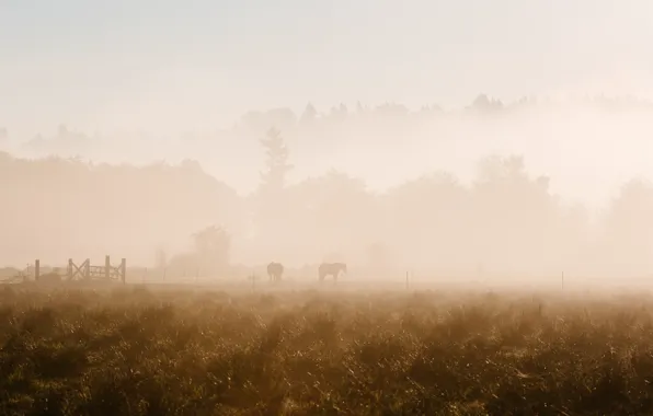 Картинка туман, кони, утро