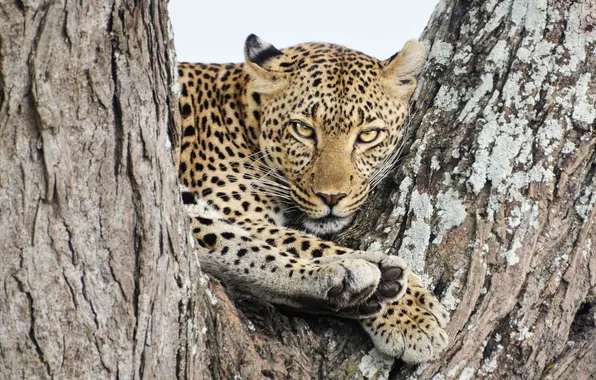 Картинка кошка, зверь, Leopard
