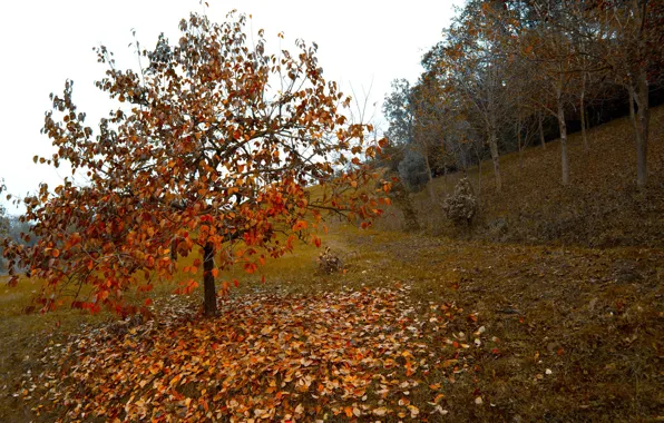 Картинка осень, листья, деревья