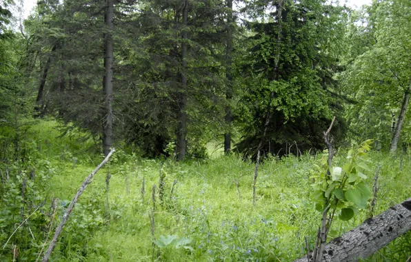 Картинка Зелень, Трава, Деревья, Лес, Grass, Green, Forest, Trees