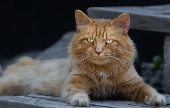 Кошка, кот, взгляд, природа, поза, темный фон, доски, лапы