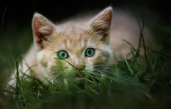 Кошка, трава, природа, поза, котенок, портрет, рыжий, мордочка