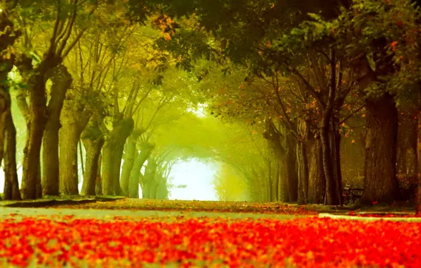 Картинка дорога, осень, листья, деревья, парк, аллея, скамья