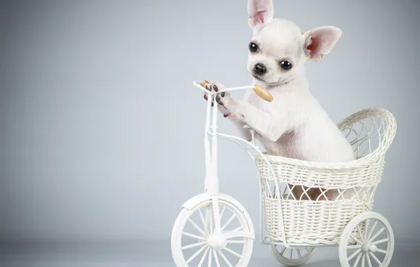 Картинка велосипед, собака, щенок, puppy, Bicycle, the dog