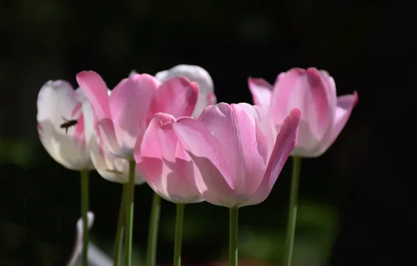 Тюльпаны, Tulips, Pink tulips, Розовые тюльпаны