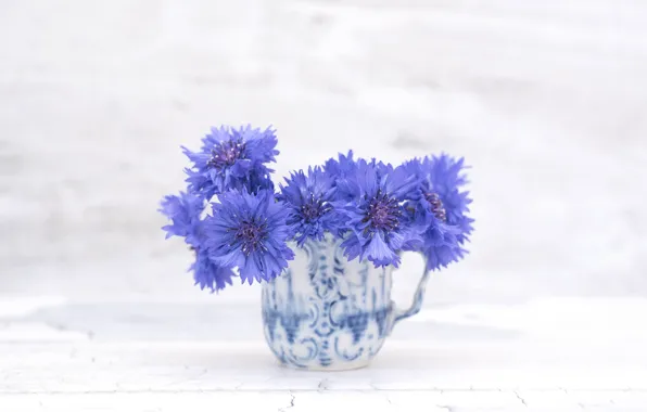 Картинка цветы, синий, цветение, василек