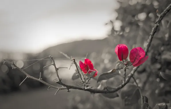 Цветок, макро, цветы, розовый, черно-белое, бугенвиллея, Bougainvillea