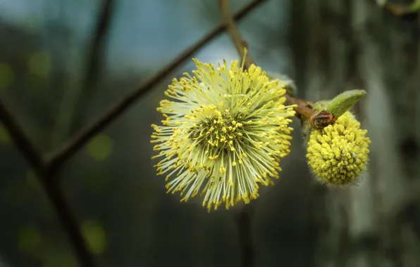Лес, солнце, макро, цветы, желтый, дерево, весна, forest