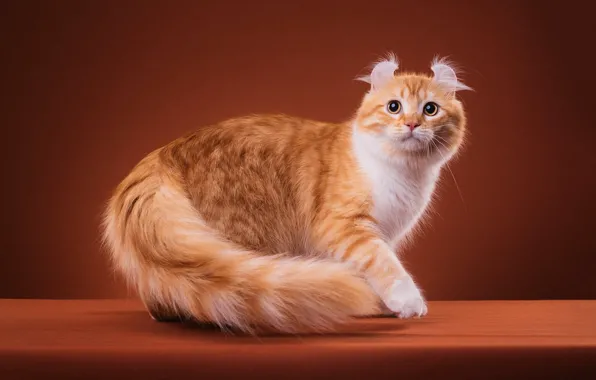 Кошка, кот, взгляд, поза, котенок, пушистый, рыжий, мордочка