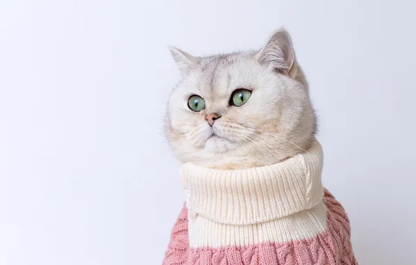 Кошка, белый, кот, взгляд, поза, портрет, воротник, белый фон