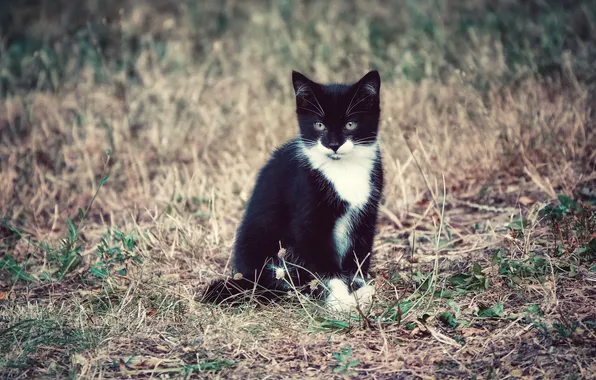 Кошка, трава, взгляд, природа, поза, котенок, черно-белый, поляна