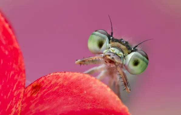 Глаза, макро, насекомые, природа, листок, богомол, nature, eyes