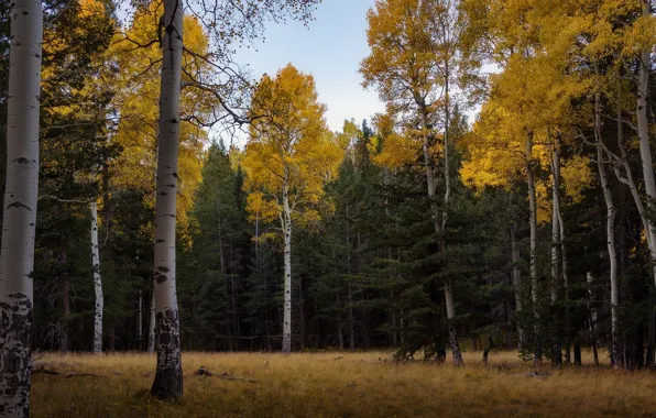 Дорога, осень, лес, пейзаж, природа, красота, тропа, берёзы