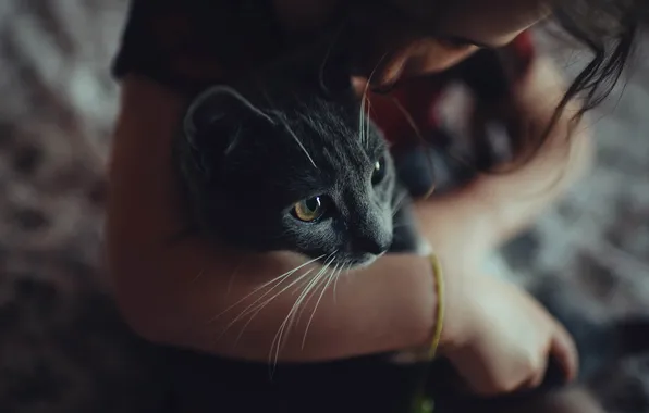 Картинка кошка, взгляд, руки, мордочка, девочка, серая