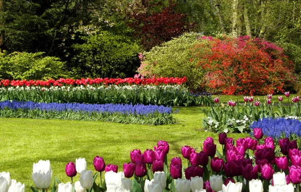 Картинка деревья, цветы, парк, газон, тюльпаны, Нидерланды, разноцветные, кусты