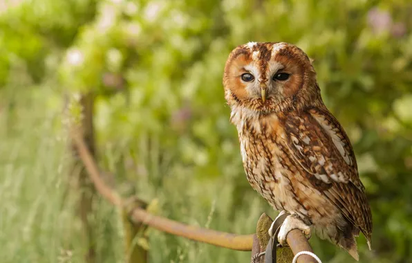 Природа, сова, птица