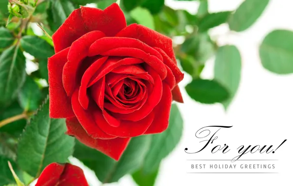 Картинка цветы, фон, розы