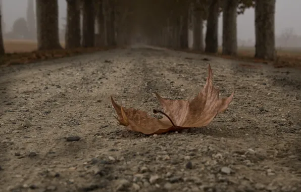 Картинка дорога, осень, лист