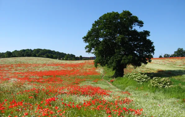Картинка поле, природа, Англия, маки, England in the summertime