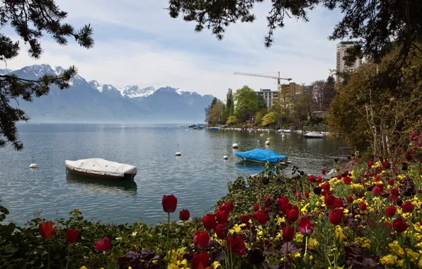 Горы, природа, озеро, фото, Швейцария, тюльпаны, Montreux
