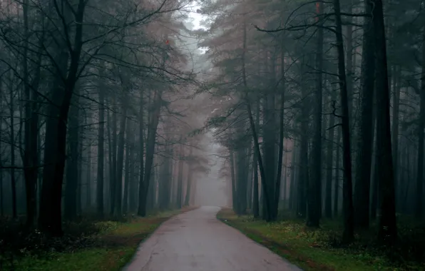 Дорога, осень, лес, деревья, туман, Природа, вечер, forest