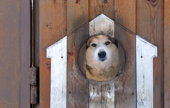 Картинка взгляд, забор, собака
